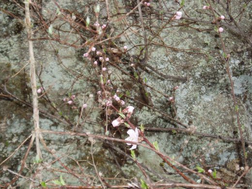 オートパーク　クワ