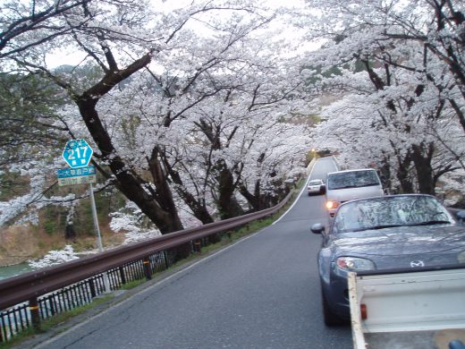 ニュークワに行く途中、中川村坂戸橋のさくらが満開でした。