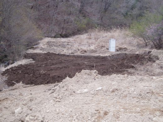 今日のクワです